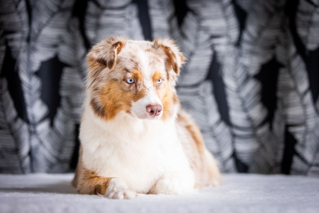 chiot Berger Australien Des Talismans De Jolice