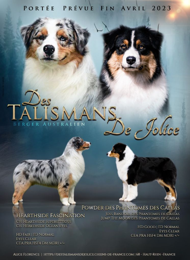 chiot Berger Australien Des Talismans De Jolice