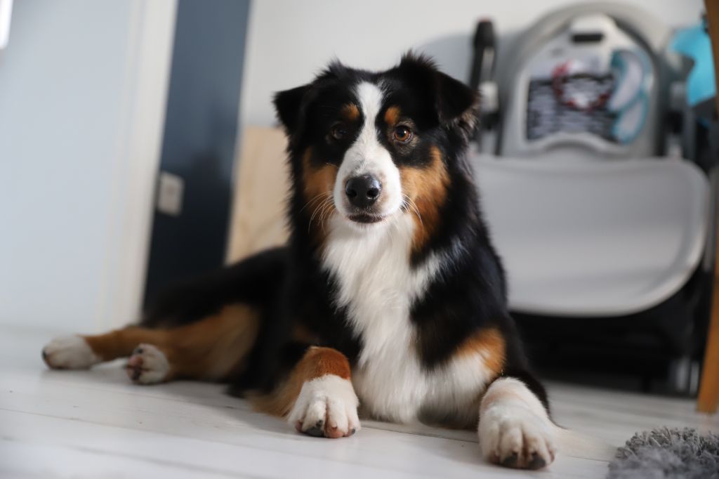 Nilka des Phantomes des Callas