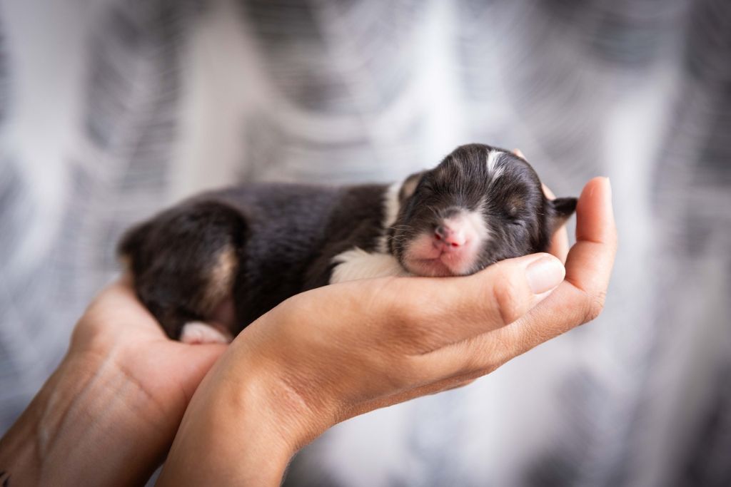 Des Talismans De Jolice - Chiots disponibles - Berger Australien