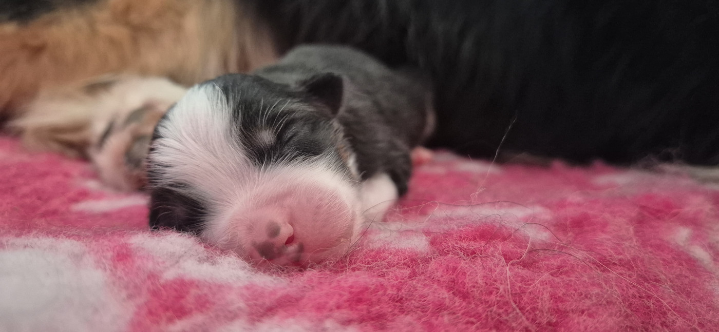 Chiot Berger Australien Des Talismans De Jolice