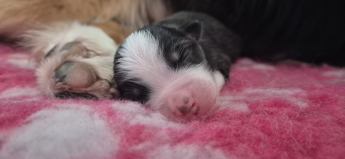 Des Talismans De Jolice - Chiots disponibles - Berger Australien