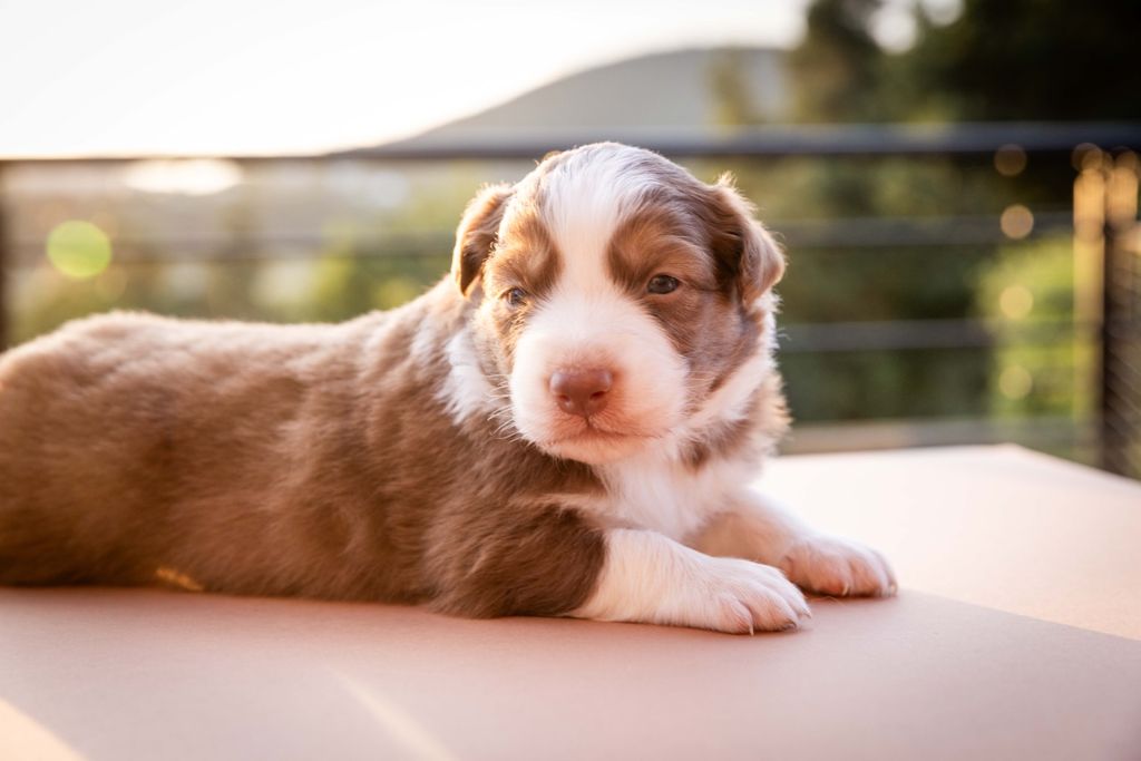 Des Talismans De Jolice - Chiots disponibles - Berger Australien