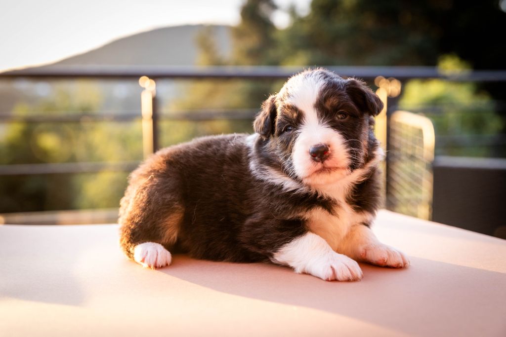 Des Talismans De Jolice - Chiots disponibles - Berger Australien