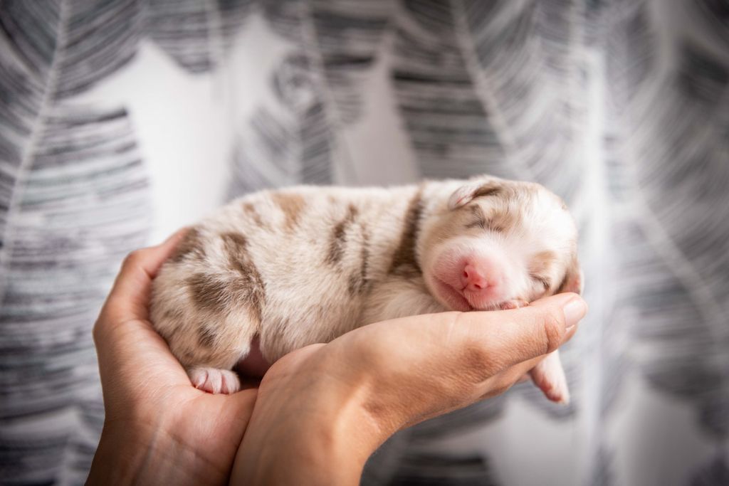 Des Talismans De Jolice - Chiots disponibles - Berger Australien