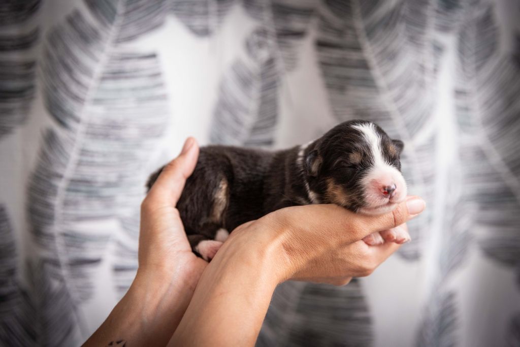 Des Talismans De Jolice - Chiots disponibles - Berger Australien