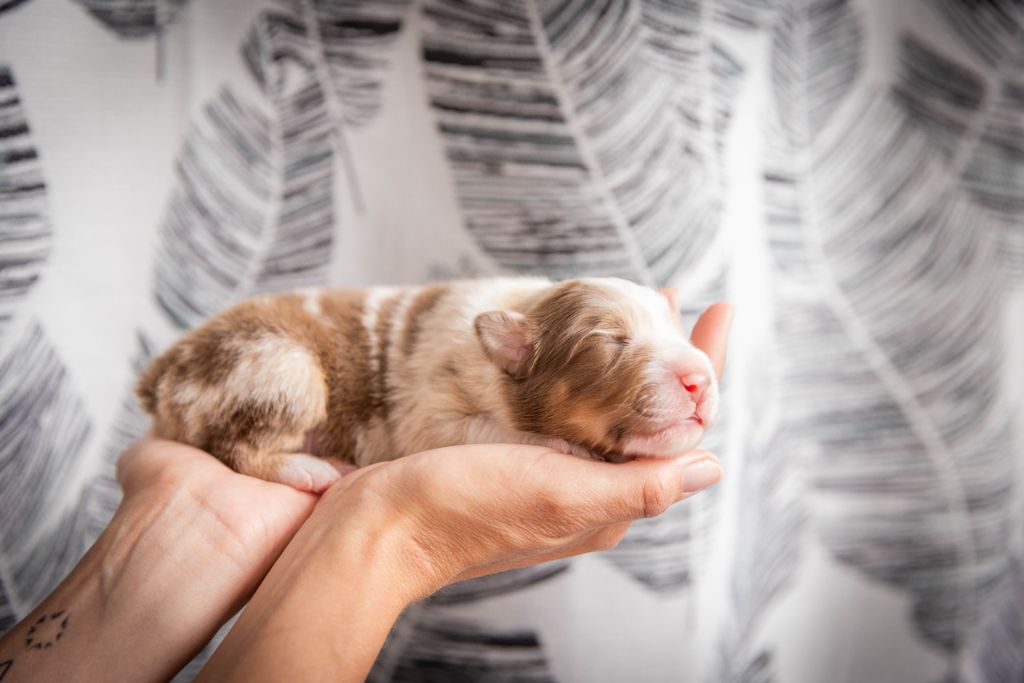 Des Talismans De Jolice - Chiots disponibles - Berger Australien