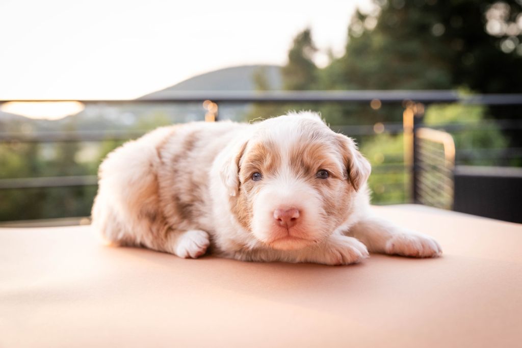 Des Talismans De Jolice - Chiots disponibles - Berger Australien