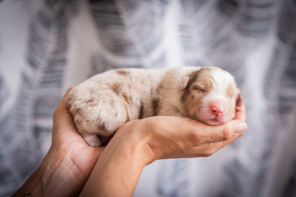 Des Talismans De Jolice - Chiots disponibles - Berger Australien