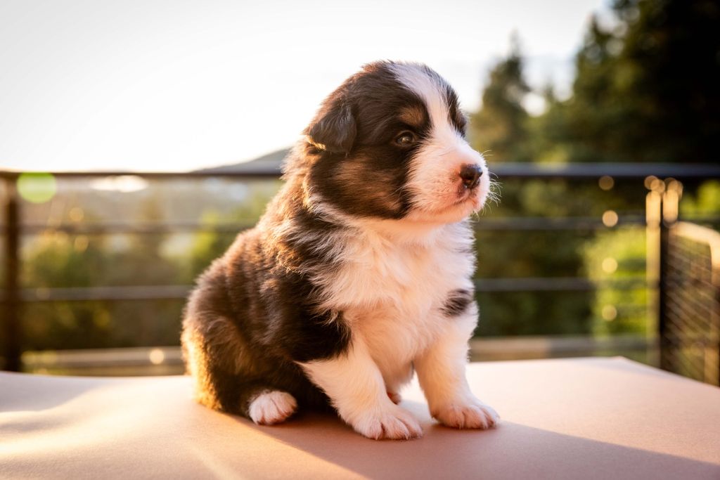 Des Talismans De Jolice - Chiots disponibles - Berger Australien