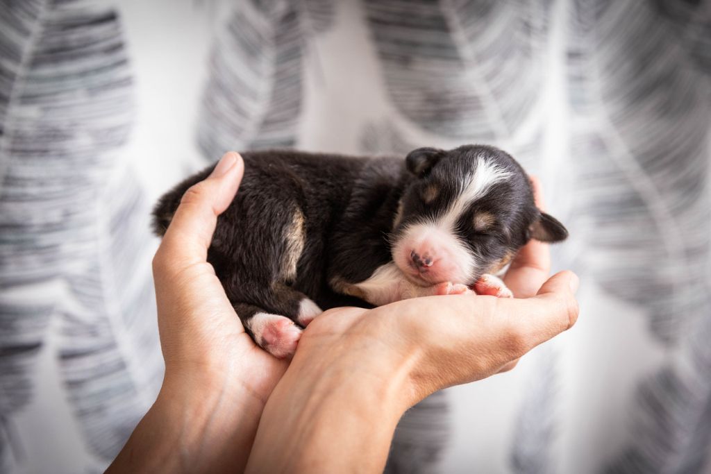 Des Talismans De Jolice - Chiots disponibles - Berger Australien