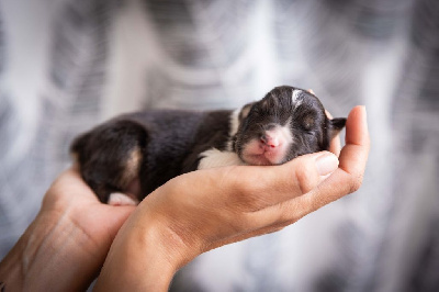 CHIOT 4