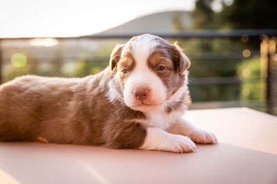 CHIOT 4