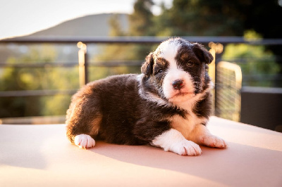 CHIOT 6