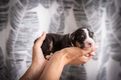CHIOT 2