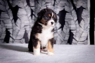 CHIOT