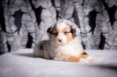 CHIOT