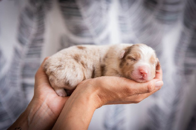 CHIOT 6