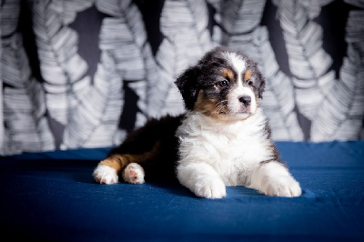CHIOT