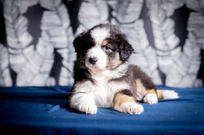 CHIOT