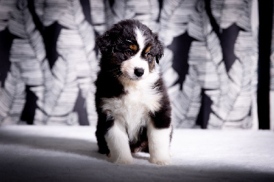 CHIOT