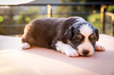 CHIOT 2