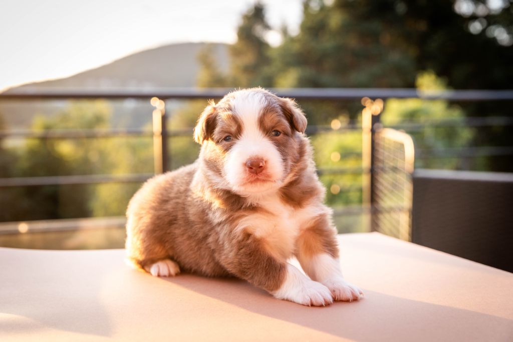 Des Talismans De Jolice - Chiots disponibles - Berger Australien