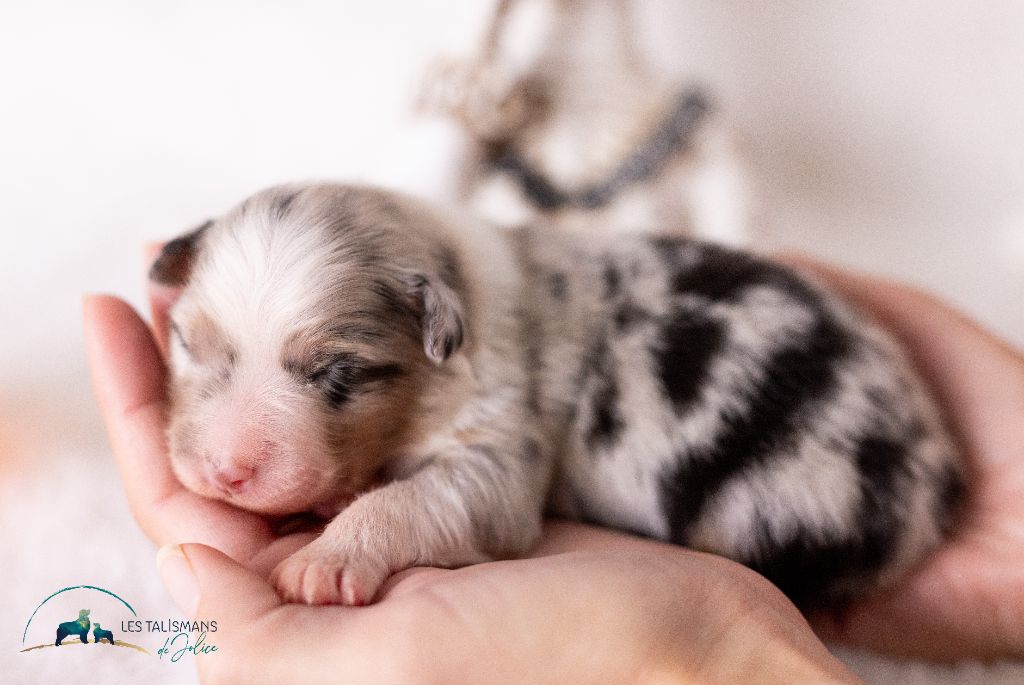 Des Talismans De Jolice - Berger Australien - Portée née le 25/10/2023