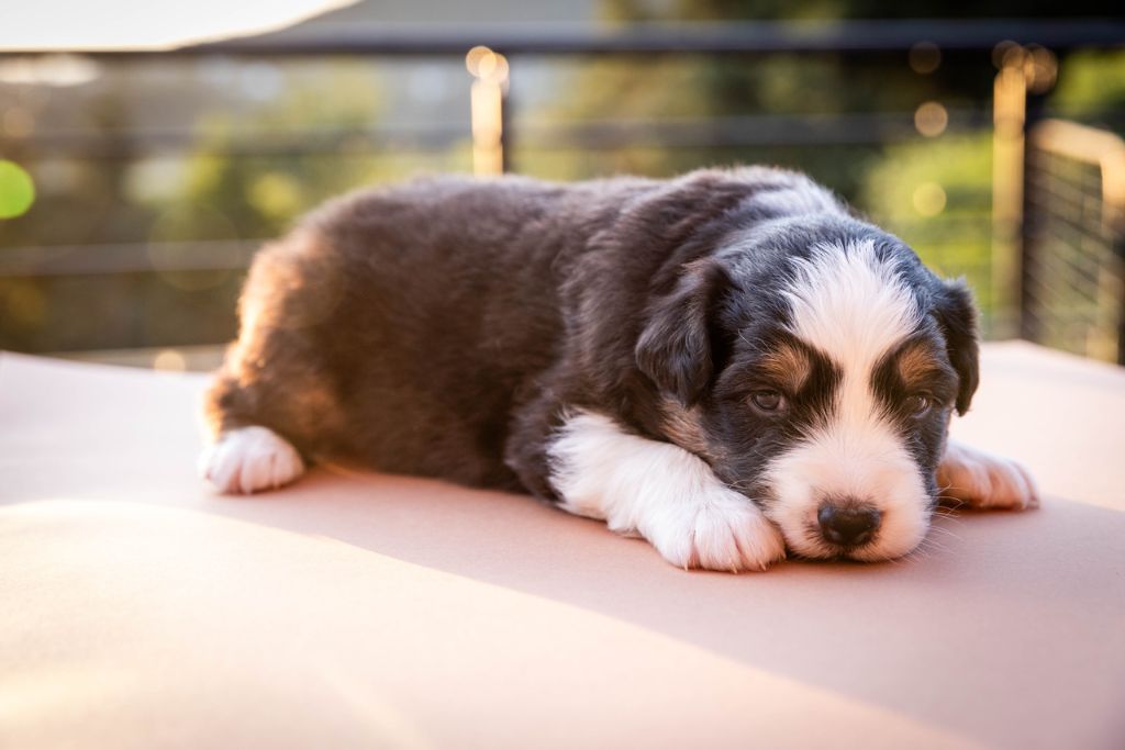 Des Talismans De Jolice - Chiots disponibles - Berger Australien
