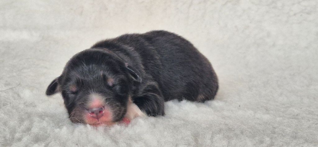 Des Talismans De Jolice - Berger Australien - Portée née le 22/11/2024